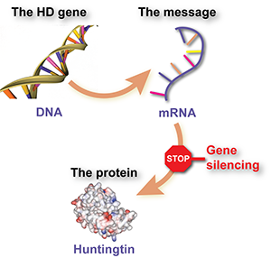 Gene silencing drugs interfere with the way that genes are used to make damaging proteins. ASOs work by targeting specific messenger molecules for destruction, which has the effect of reducing levels of the damaging protein.