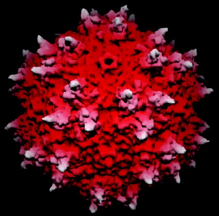 Adeno-associated virus type 2, the virus used to deliver genes to the brains of Parkinsonās Disease patients