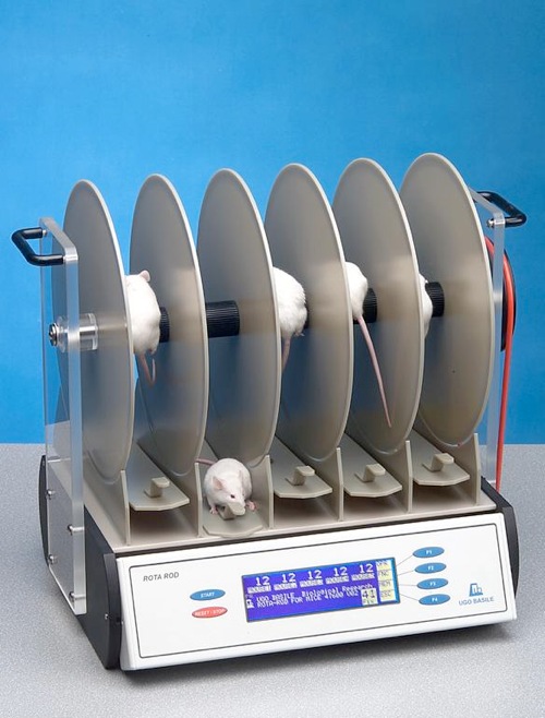 Mice treated with GM1 showed much better coordination when tested on a 'rotarod' apparatus