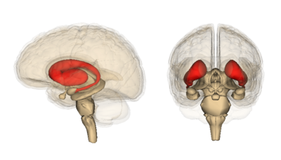 Striatum, her vist i rødt, er området i hjernen som degenerer raskest hos bærere av HS mutasjonen. Cortex, kilden til den andre typen celler studert av Finkbeiner's team, er den rynkete utsiden av hjernen.  