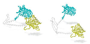 Forskerne bygget en molekylær 'nærhets-detektor' som gløder når dens to halvdeler kommer i nærheten av hverandre, som vist i dette diagrammet fra artikkelen. Til venstre bringer glutaminhengselen den blå og gule halvdelen sammen. Til høyre, der huntingtin-proteinet består av mange glutaminer, hindrer den 'rustne hengselen' dem i å komme nært nok.   