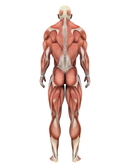 Kan muskelproblemer hjelpe til med å forklare bevegelser hos pasienter med Huntingtons sykdom? 