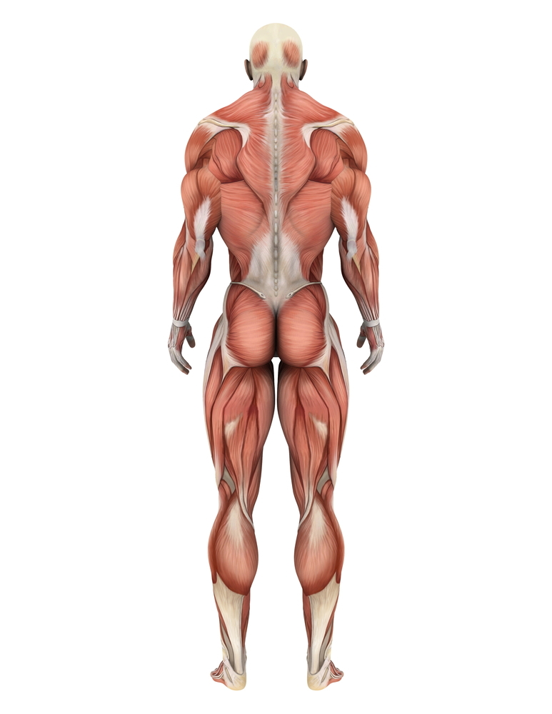 Musklene i kroppen er sammensatt av fibre som kan være overfølsomme ved HS. Kan dette forårsake bevegelsessymptomer?  