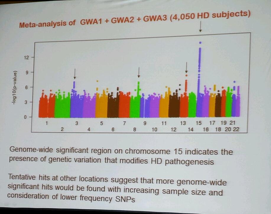 Denne grafiske fremstillingen viser Gusella sine data fra over 4000 frivillige pasienter, som antyder at en 'genetic modifier' kanskje kan finnes på kromosom 15.  