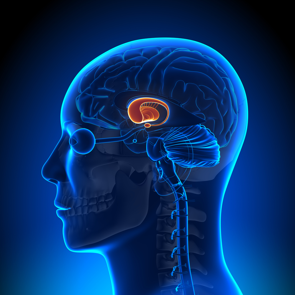 'Striatum' er en del av den dypereliggende strukturen av hjernen, uthevet i dette bildet. Cortex, som utgjør overflaten av den menneskelige hjernen, tilfører BDNF til striatum.   