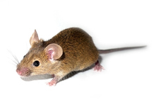 I noen studier kan det se ut som at Q10 hjelper HS mus, men forbindelsen virker ikke på mennesker med HS.   