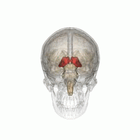 Thalamus (i rødt), ligger dypt i sentrum av hjernen og fungerer som en koplingsstasjon for meldinger som skal fra én del av hjernen til en annen.  