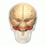 Lillehjernen (i rødt) sitter på toppen av hjernestammen. Den har viktige roller i forholdt til å finjustere bevegelser, og det er nylig vist at den skades hos HS-pasienter.  