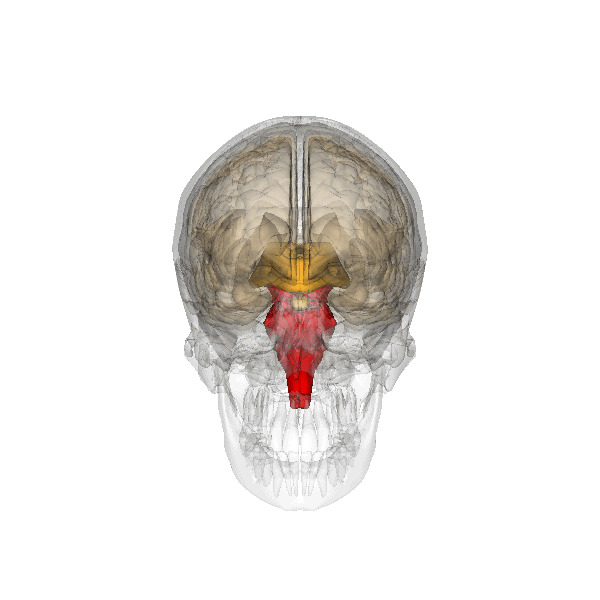 Hjernestammen (i rødt) befinner seg der hjernen og ryggmargen møtes. Denne delen av hjernen spiller viktige roller i å regulere enkel atferd, som å puste og svelge.  