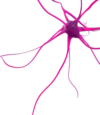 Nevroner er spesielle hjerneceller som dør i nevrodegenerative sykdommer. Finkbeiner's forskning avslører forskjeller i gjenvinningseffektivitet mellom nevroner fra forskjellige områder i hjernen.  